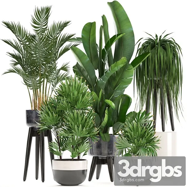 Collection of Houseplants in Pots and Flowerpots for the Interior Made of Rapis Palm Banana Strelitzia 231 3dsmax Download