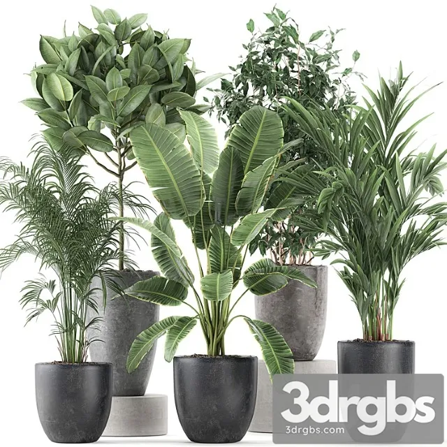 Collection of Indoor Plants Banana Palm Ficus Tree in Black Pots For The Interior Set 610. 3dsmax Download