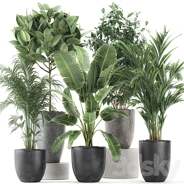 Collection of indoor plants Banana palm ficus tree in black pots for the interior. Set 610. 3DS Max Model