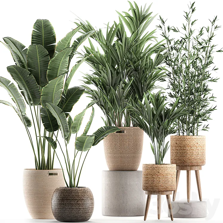 Collection of indoor plants in rattan baskets with palm bamboo banana for decoration and interior. Set 600. 3DS Max