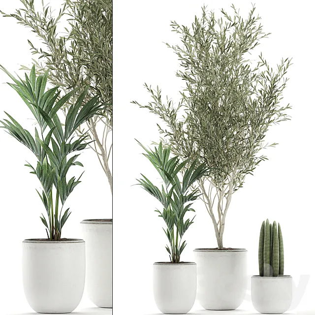 Collection of indoor plants in white pots with olive tree cylindrical Sansevieria small palm. Set 652. 3ds Max