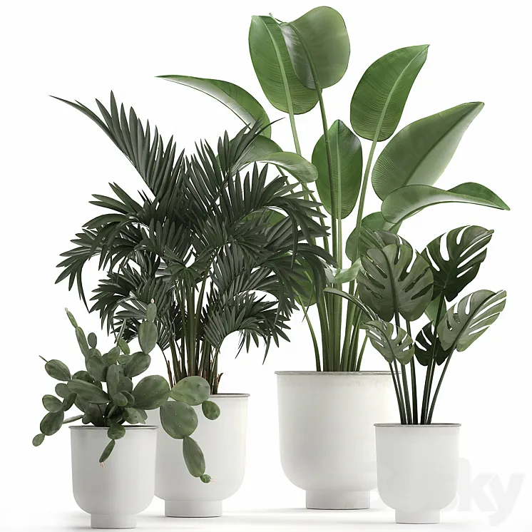 Collection of indoor plants in white vases with monstera cactus Strelitzia Hoveapalm cactus. Set 927. 3DS Max