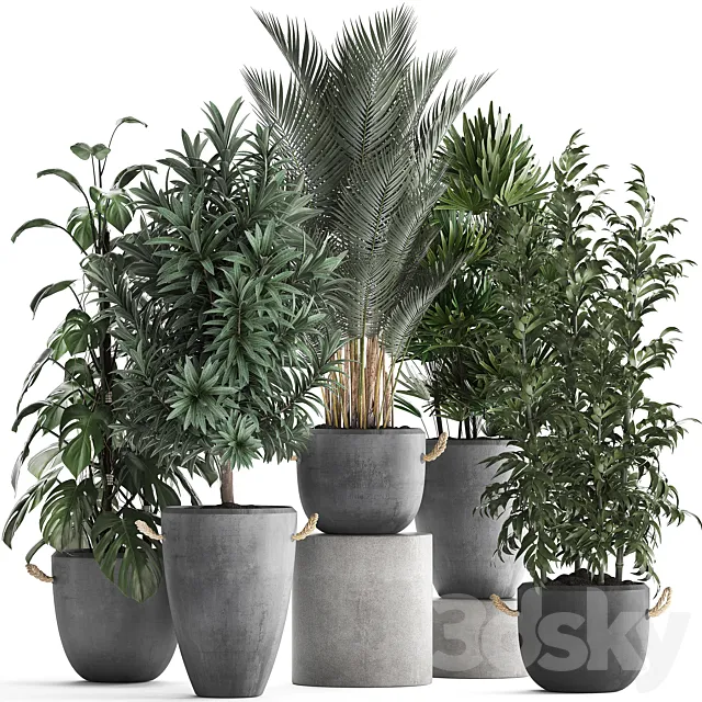 Collection of interior plants in modern concrete pots and vases made of Palm. bamboo. rapeseed. Monstera. Set 413 3DSMax File