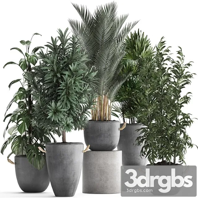 Collection of interior plants in modern concrete pots and vases made of palm, bamboo, rapeseed, monstera. set 413