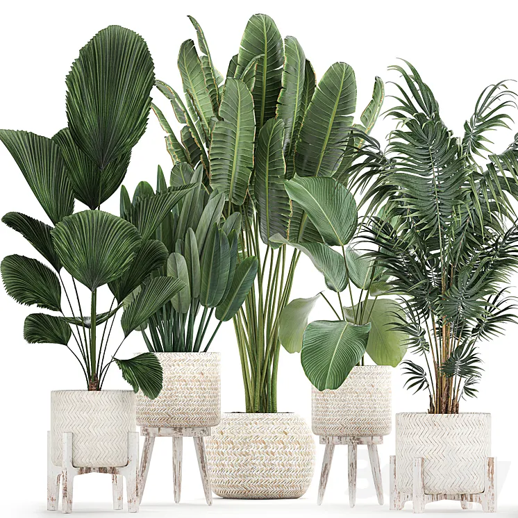 Collection of interior plants in white rattan baskets flowerpot banana palm Howea Likuala kalatea lutea. Set 713. 3DS Max