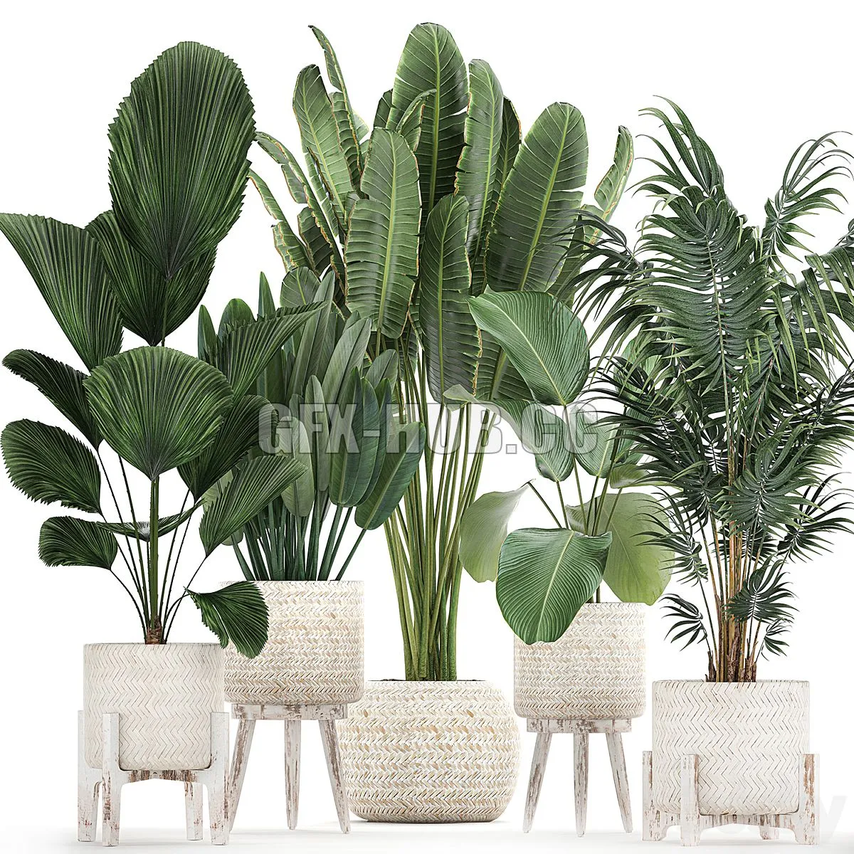 Collection of interior plants in white rattan baskets Set 713 3dsMax Model