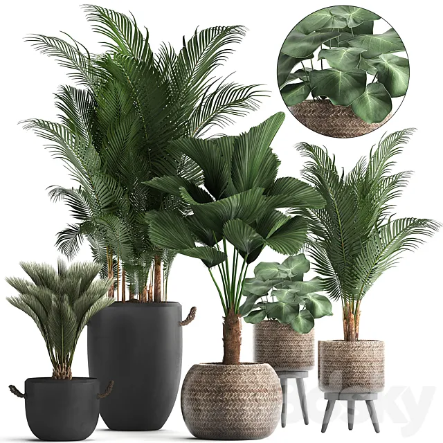 Collection of modern plants in black pots and baskets with Palm trees hovea. Likuala. loft. Set 422. 3DSMax File