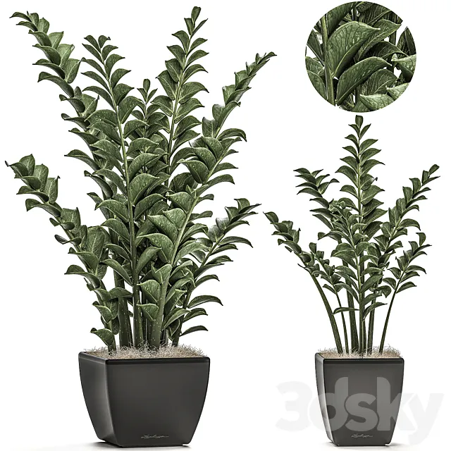 Collection of office plants in black pots with Zamiokulkas flower. money tree. Set 527. 3DSMax File