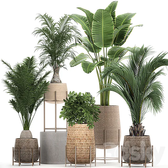 Collection of ornamental plants in rattan baskets with banana palm howea Strelitzia. Set 783 3ds Max