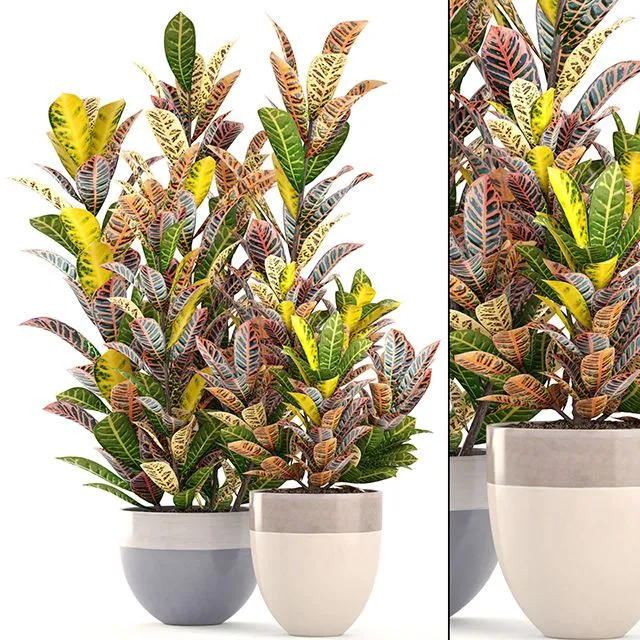 Collection of plant Croton 3dsMax Model