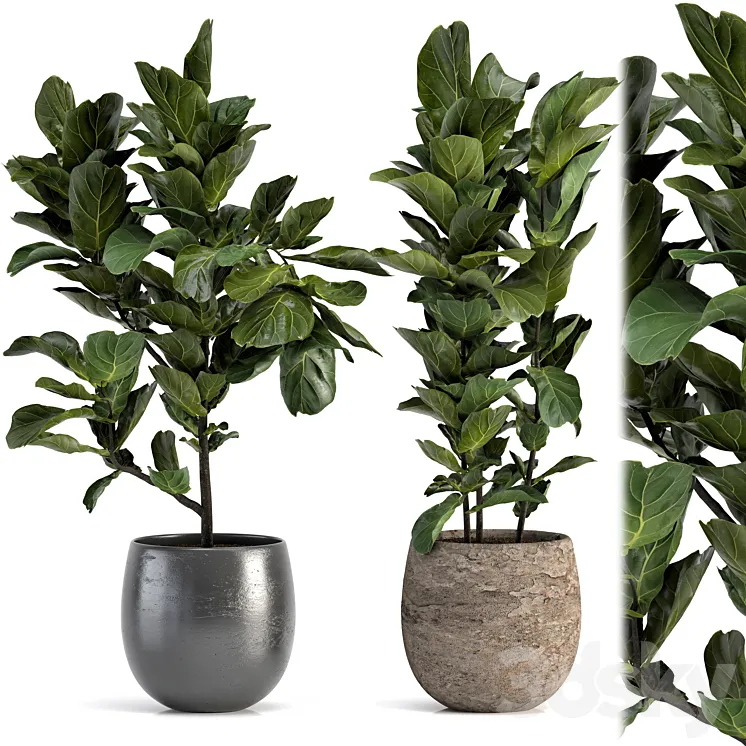 Collection of plants-006 3DS Max Model