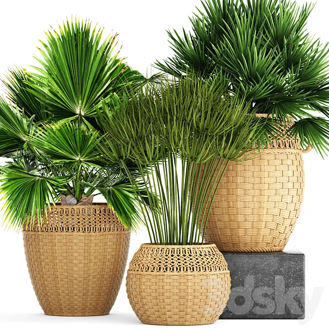 Collection of plants 103. Chamerops. brachea. fan palm. wicker basket. rattan. flower. pot. bush. umbellate 3DSMax File