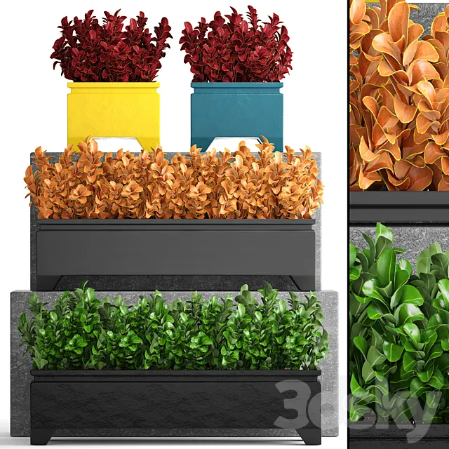 Collection of plants 110. Barberry Barberry Thunberg bushes landscaping garden flowerpot outdoor pot bush 3DS Max Model