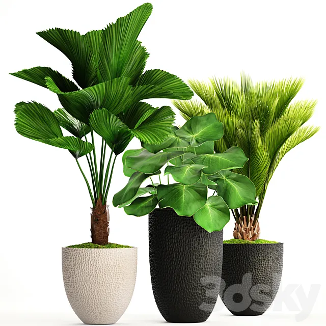 Collection of plants 116. Likuala. white flowerpot. flower. pot. cycas. ornamental palm tree. exotic. bush 3DSMax File