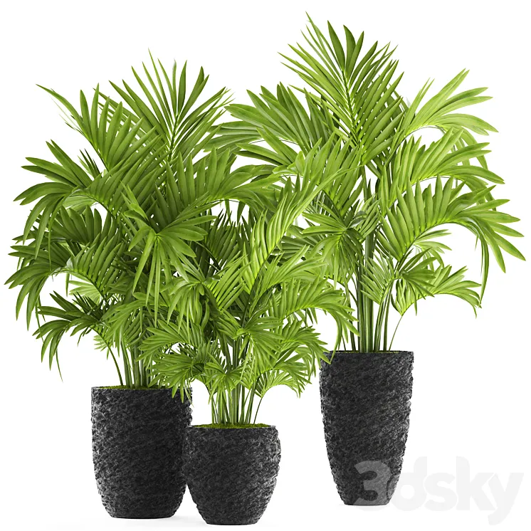 Collection of plants 118. Decorative palm trees hovea kentia black pot flowerpot indoor interior areca Howea forsteriana 3DS Max