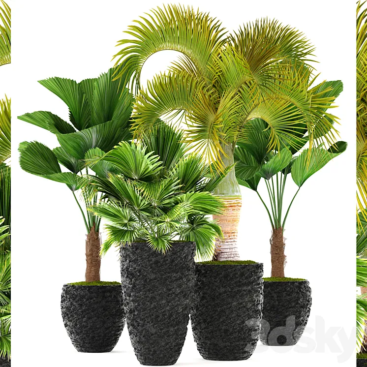 Collection of plants 120. Exotic plants palm chameropm likuala fan Chioforbe brochea indoor decorative pot flowerpot 3DS Max