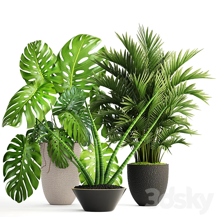 Collection of plants 124. Interior monstera hoveya ornamental palm tree areca sansevieria monstera 3DS Max