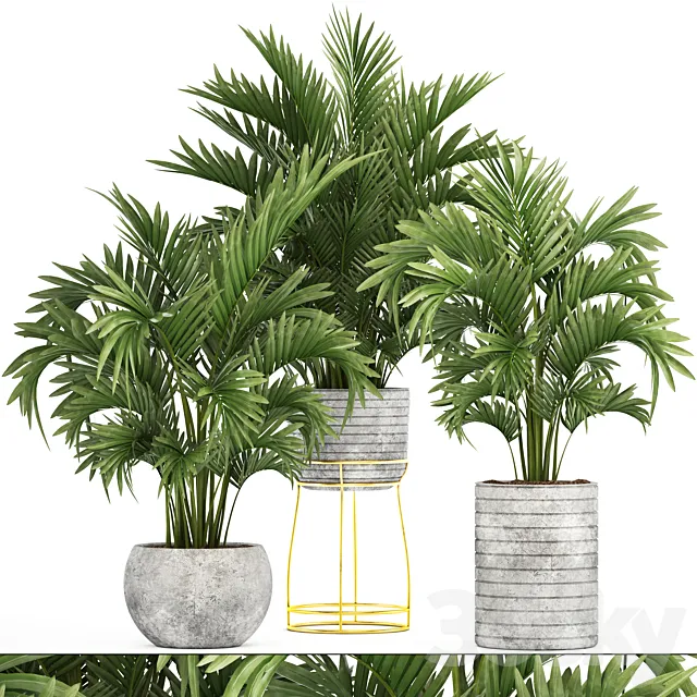 Collection of plants 125. Howea Decorative palm tree howea kentia pot concrete flowerpot indoor 3DS Max Model