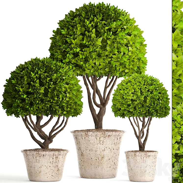 Collection of plants 126. Boxwood topiary topiary garden trees garden plants pot outdoor flowerpot bush small tree 3DS Max