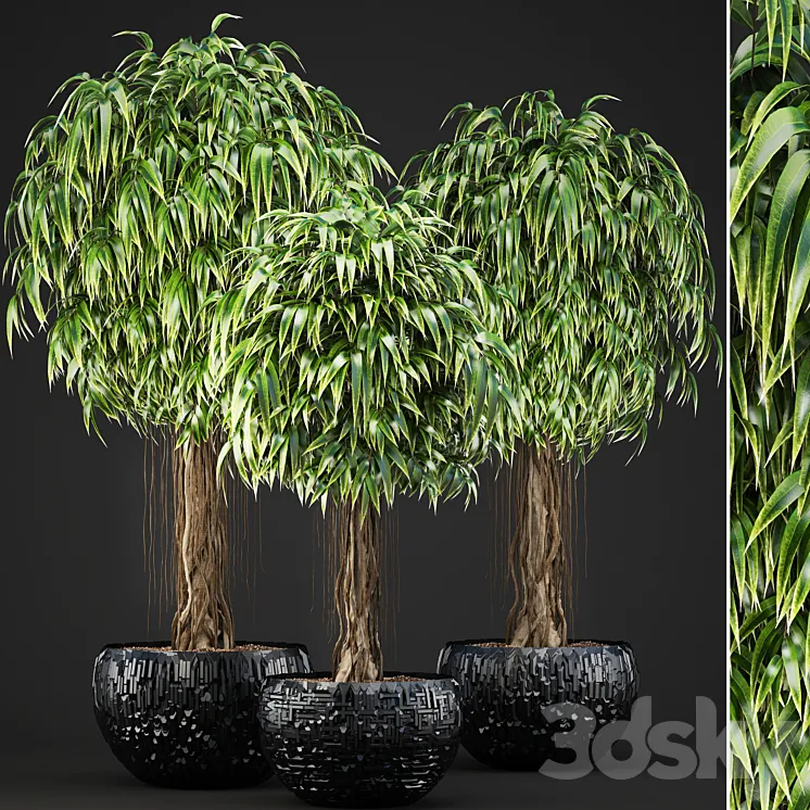 Collection of plants 131. Ficus Alii Ficus binnendiyka ornamental tree black pot loft Ficus Ali flowerpot 3DS Max