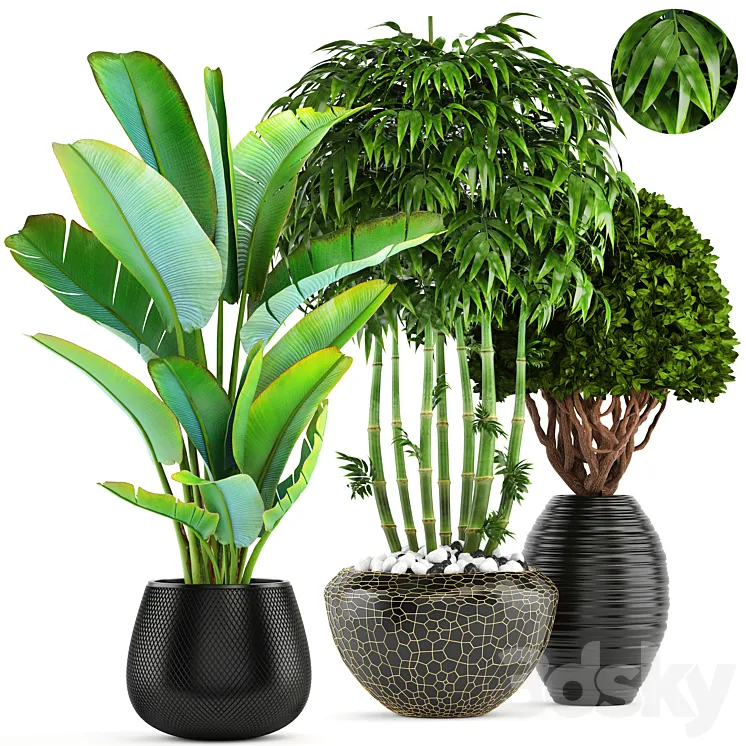 Collection of plants 137. Banana palm bush topiary boxwood bamboo strelitzia ravenala black pot flowerpot strelitzia 3DS Max