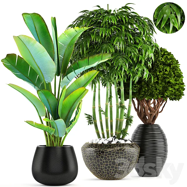 Collection of plants 137. Banana palm. bush. topiary. boxwood. bamboo. strelitzia. ravenala. black pot. flowerpot. strelitzia 3DSMax File