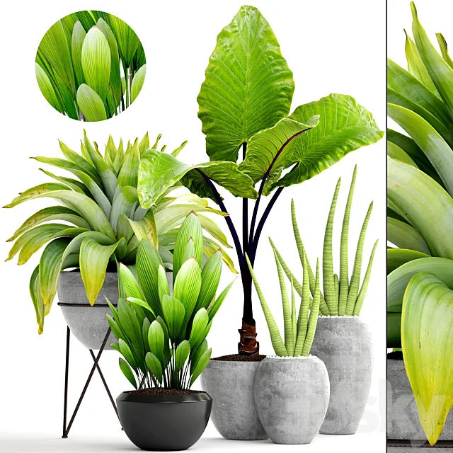 Collection of plants 145. tropical plants. bromeliad. concrete pot. flowerpot. alocasia. bush. sansevieria. exotic. bromelia 3DSMax File