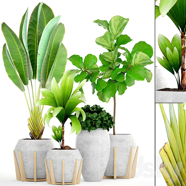 Collection of plants 147.Tropical plant. Concrete flowerpot. flower. pot. Ficus lyrata. tree. bush. coconut tree. exotic. decorative 3DSMax File