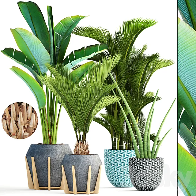 Collection of plants 148. Tropical exotic palm tree dipsis bush concrete flowerpot outdoor pot strelitzia Dypsis 3ds Max