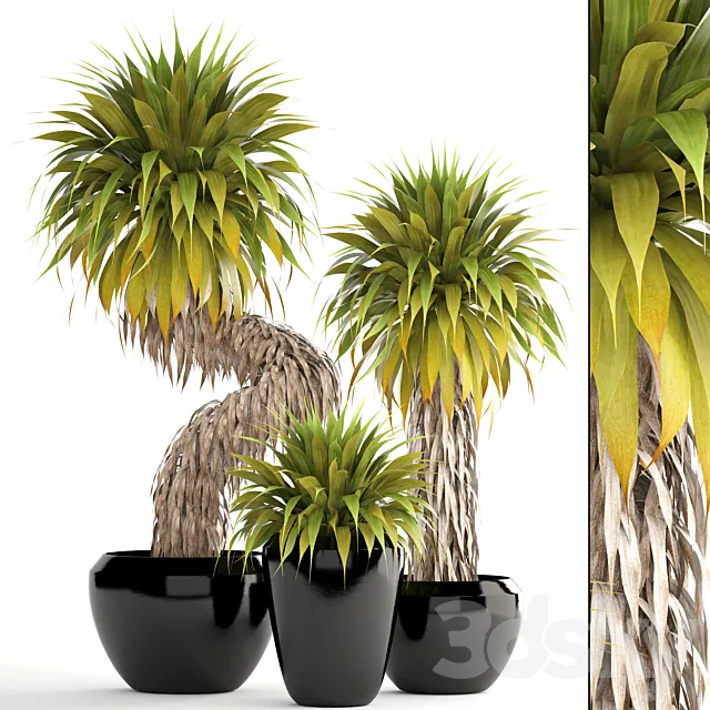 Collection of plants 151. Yucca Elata bush exotic tropical plants flowerpot pot 3ds Max