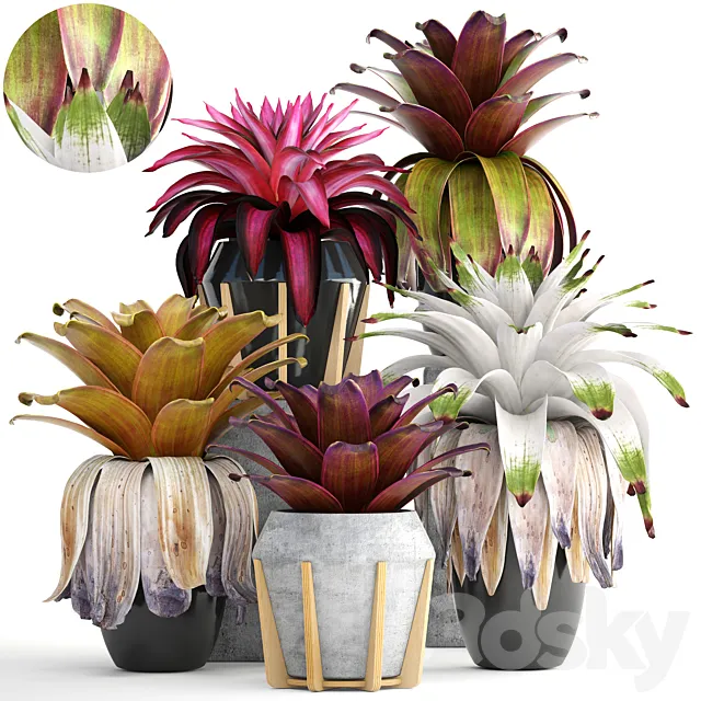 Collection of plants 153. Bromelia Bush Plants Pot Flowerpot Bromeliad Botanical Garden Decorative Tropical 3ds Max