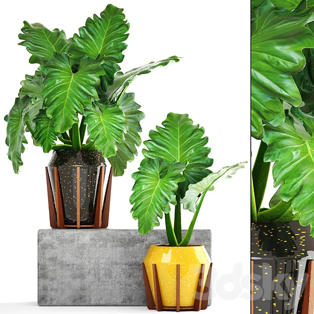 Collection of plants 154. Philodendron. pot. flowerpot. bush. tropical. indoor. decorative 3DSMax File