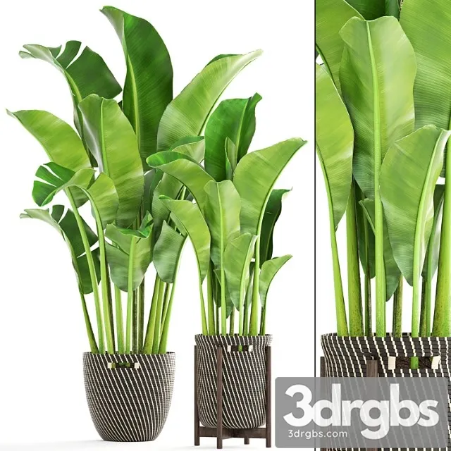 Collection of plants 161. banana palm, basket, rattan, flower, interior, decorative, strelitzia, flowerpot