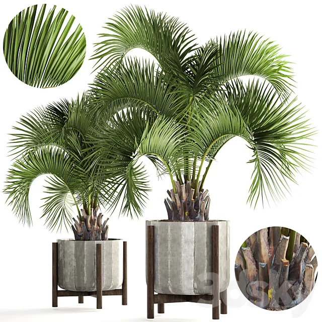 Collection of plants 165. Butia capitata. Butia. palm tree. concrete pot. flowerpot. indoor. interior. decorative. outdoor 3DSMax File