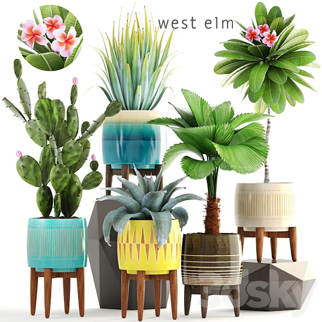 Collection of plants 179. frangipani flower pot cactus prickly pear agave likuala palm tree bush flowerpot 3ds Max