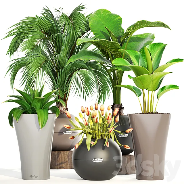 Collection of plants 191. decorative palm tree alocasia tulip agave pot flower calathea round flowerpot 3ds Max