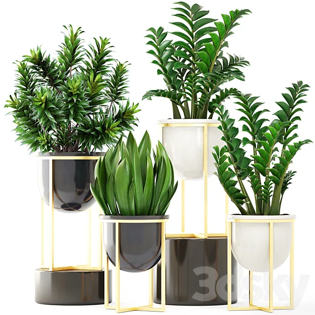 Collection of plants 194. luxury pot gold dracaena bush flower flowerpot Zamioculcas interior decorative sansevieria 3ds Max