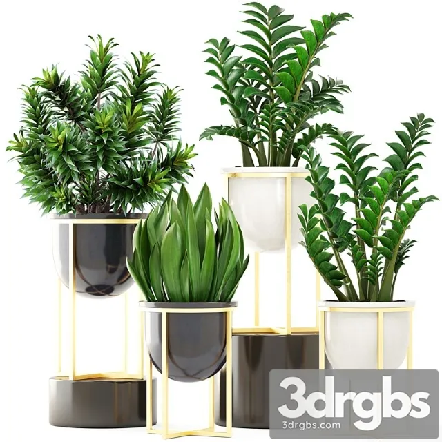 Collection of plants 194. luxury pot, gold, dracaena, bush, flower, flowerpot, zamioculcas, interior, decorative, sansevieria