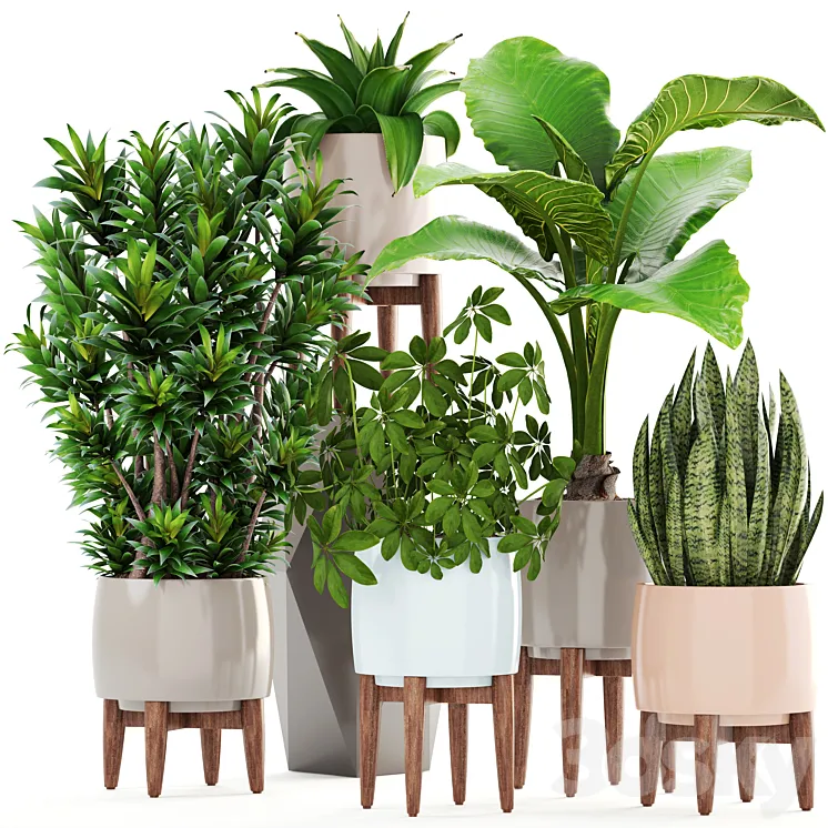 Collection of plants 196. Dracaena bush alocasia flower pot flowerpot interior decorative 3DS Max