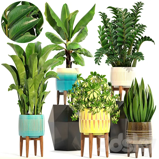 Collection of plants 197. indoor. interior. banana. revenala. Zamioculcas. sansevieria. Schefflera. pot. flower 3DSMax File