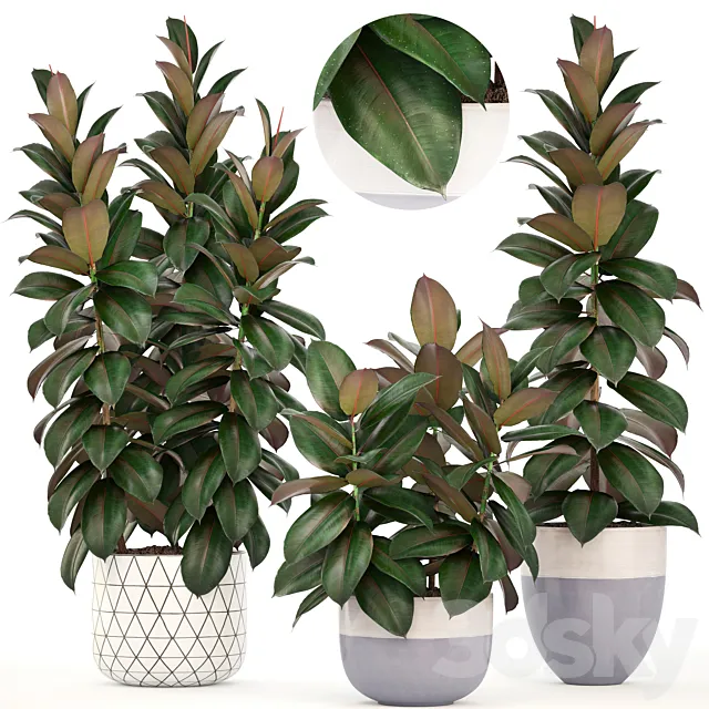 Collection of plants 204. Ficus robusta. tree. bush. interior. indoor plants. pot. flowerpot. Scandinavian style. ficus abidjan 3DSMax File