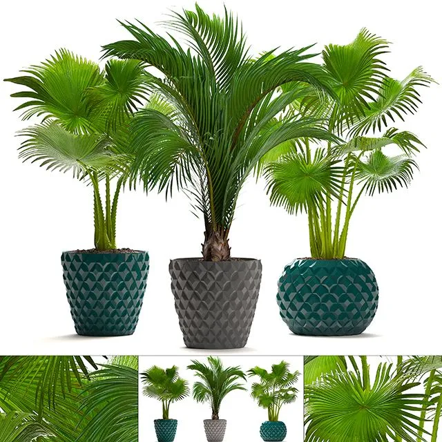 Collection of plants 214 3dsMax Model