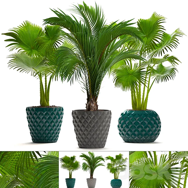 Collection of plants 214. Palm trees. Palm trees fan decorative indoor pot flowerpot concrete 3ds Max