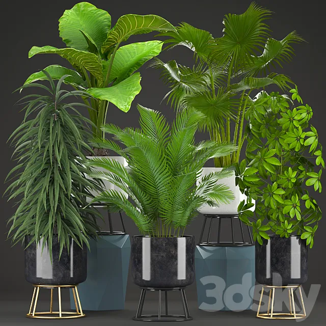 Collection of plants 215. Ornamental plants interior exotic flower pot flowerpot bush Ficus Ali Schefflera palm tree alocasia Hovea fan palm Howea forsteriana 3ds Max