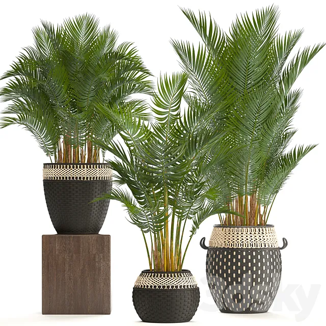 Collection of plants 218. Howea forsteriana basket rattan palm tree interior palm trees eco style design natural decor wicker 3DS Max Model