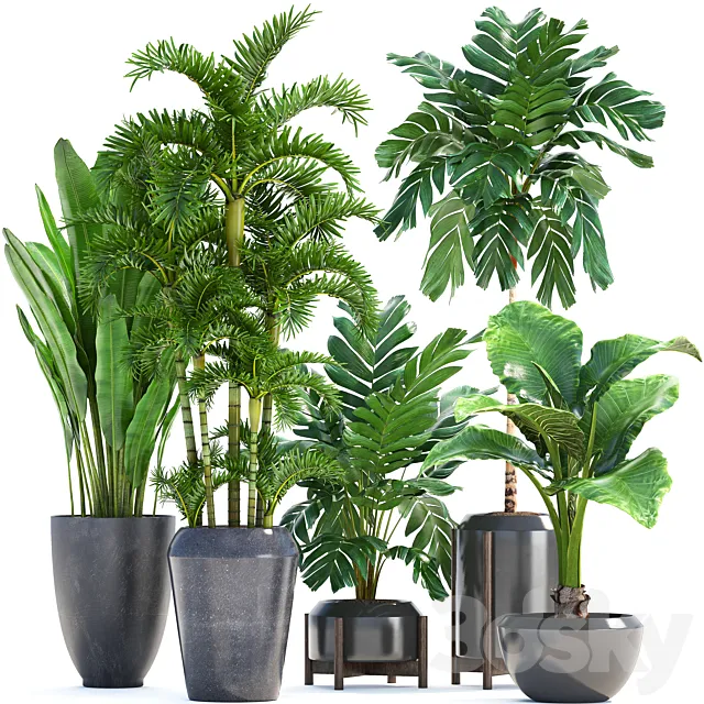 Collection of plants 250. Banana palm alocasia thickets Roystonea Hamedorea bushes exotic thickets tropical plants strelitzia 3ds Max