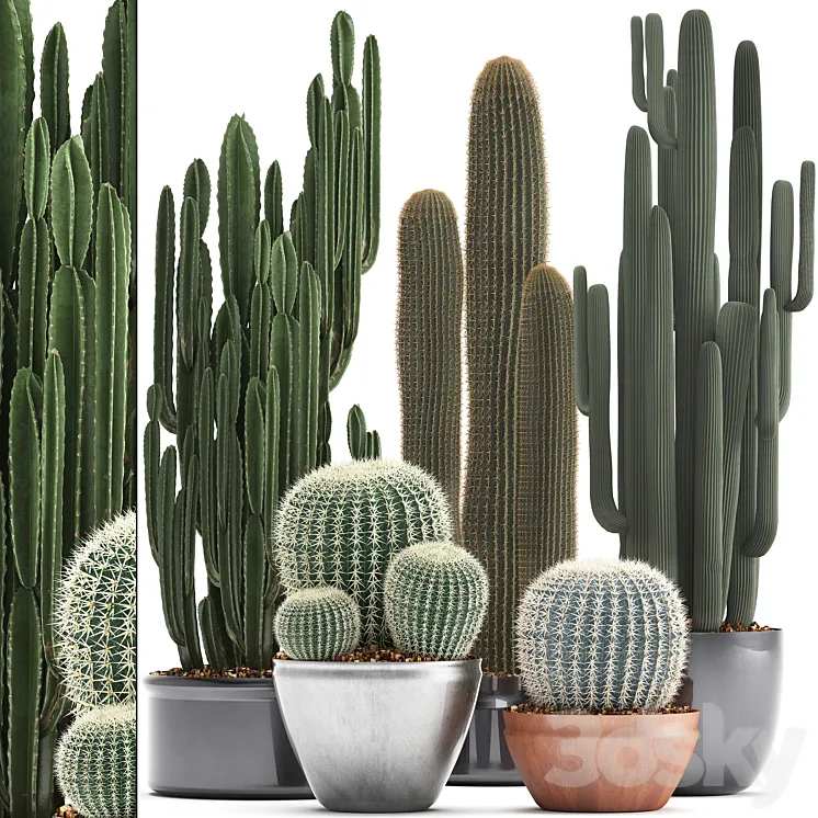 Collection of plants 300. Cactus set. Echinocactus round cactus cereus Barrel cactus indoor cactus desert plants 3DS Max