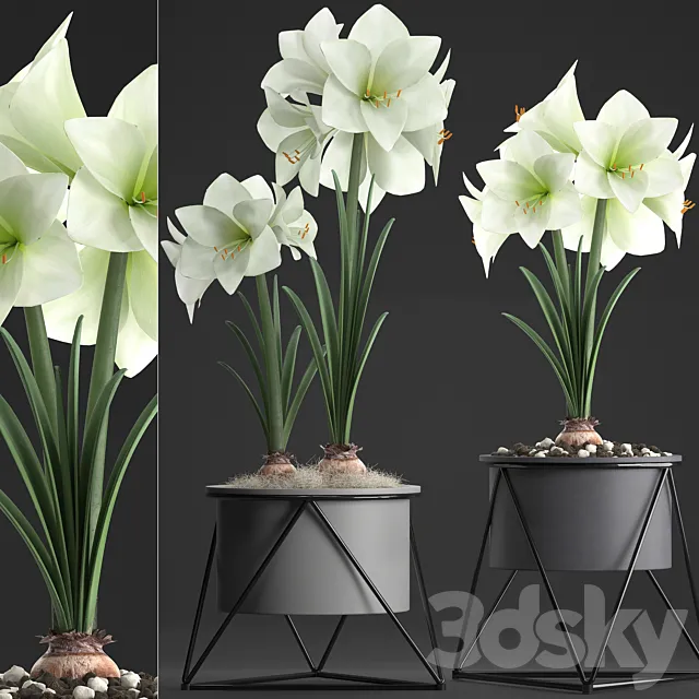 Collection of plants 310. Hippeastrum. Hippeastrum potted flowers indoor flowers flowerpot flower pot Scandinavian style eco design White flowers 3DS Max Model