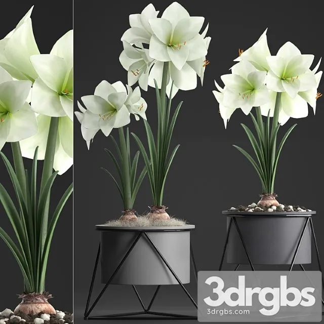 Collection of plants 310. hippeastrum. hippeastrum, potted flowers, indoor flowers, flowerpot, flower, pot, scandinavian style, eco design, white flowers