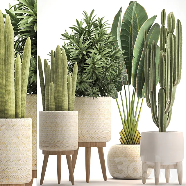 Collection of plants 320. White basket. dracaena. ravenala. banana. cereus. cactus. sansevieria. interior. indoor. Scandinavian style. strelitzia 3DSMax File